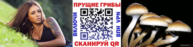 Купить закладки  Полярные Зори  Галлюциногенные грибы Psilocybine cubensis 